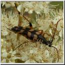 Strangalia attenuata - Bockkaefer 02.jpg